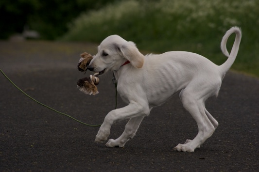 Saluki021